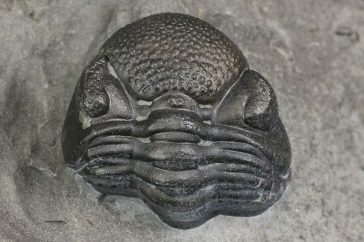 Eldredgeops Trilobite Fossil - New York #138811